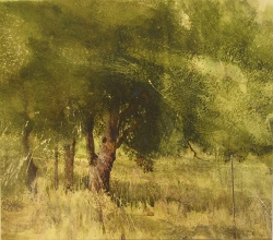 Lane Hall, Hillcrest Oak, Water Media (Sold)